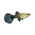 Tuxedo Guppy - Female