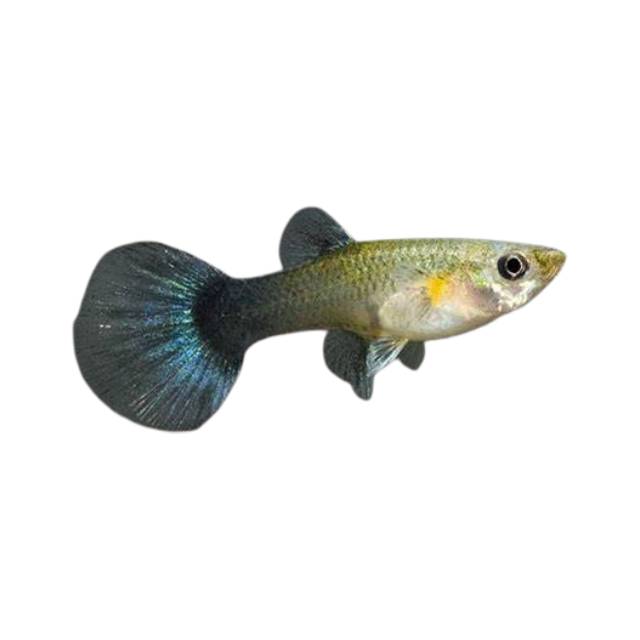 Tuxedo Guppy - Female