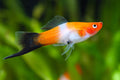 Wagtail Swordtail ass.