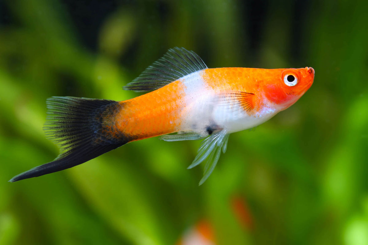 Wagtail Swordtail ass.