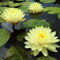 Water Lily - YELLOW flower