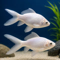 White Comets