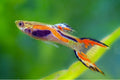 Wild Endler