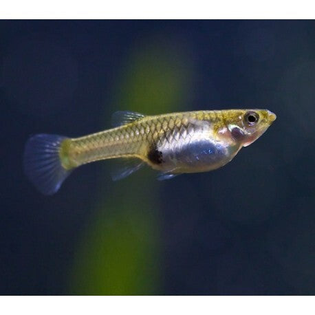 Wild Endler