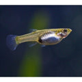 Endler Guppy FEMALES