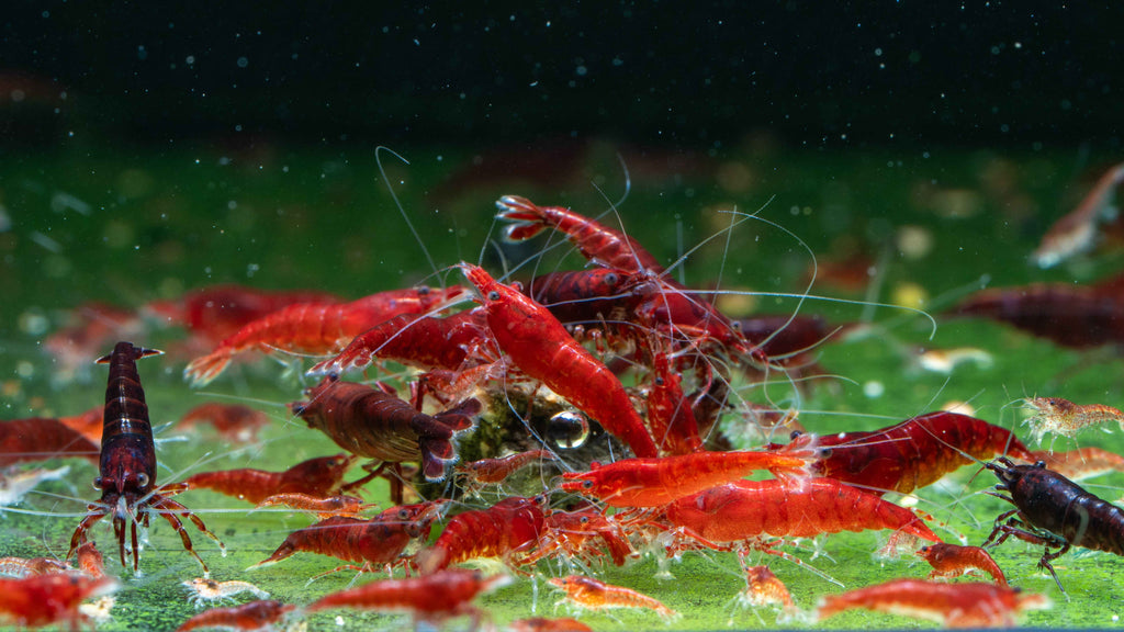 🩸 Bloody Mary Shrimp (Neocaridina) - Simply Aquatic