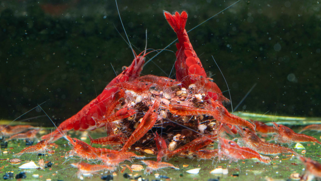 Painted / Fire Red Cherry Shrimp - Simply Aquatic