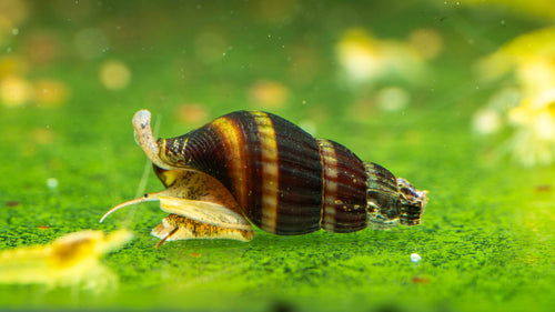 Assassin Snails (Clea helena), photo 2