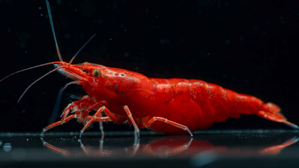 Painted / Fire Red Cherry Shrimp - Simply Aquatic