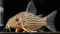 Sterby Corydoras (Corydoras sterbai) - Simply Aquatic