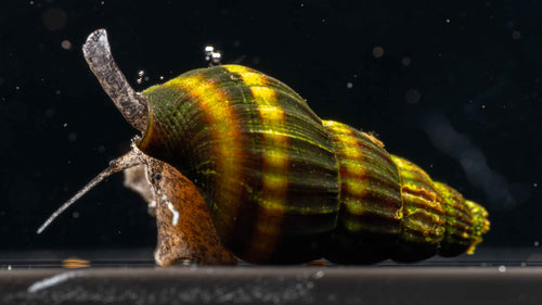 Assassin Snails (Clea helena)