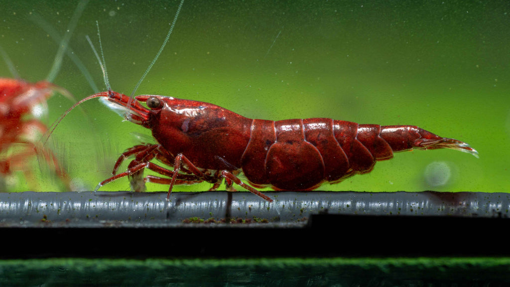 🩸 Bloody Mary Shrimp (Neocaridina) - Simply Aquatic
