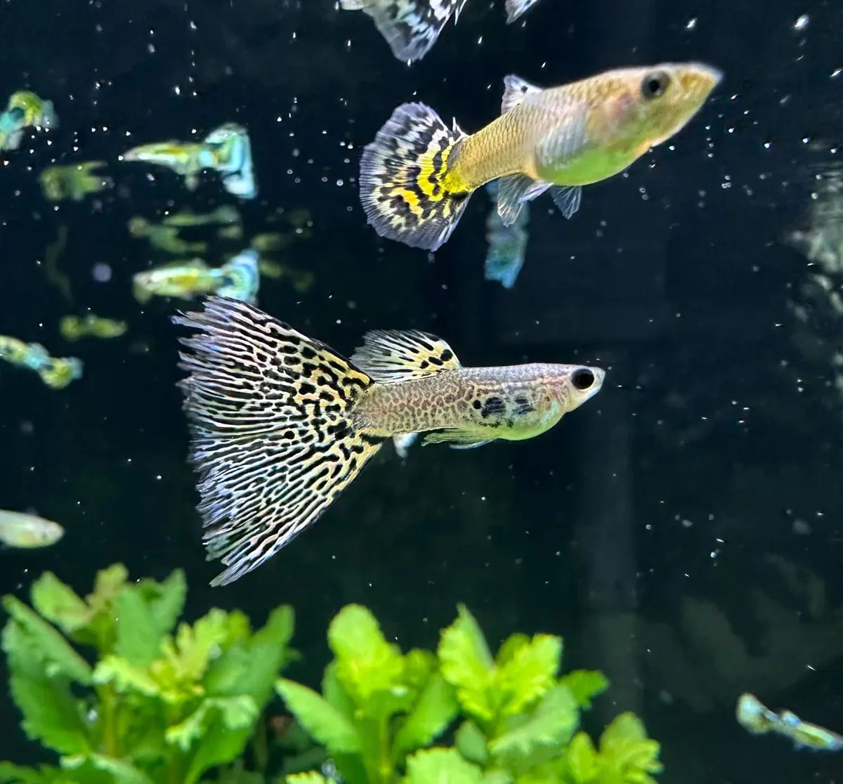 Yellow Tiger Mosaic Guppy