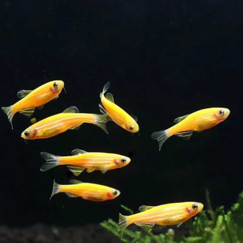 Flourescent Danio - Yellow