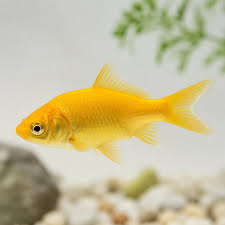Yellow Comets