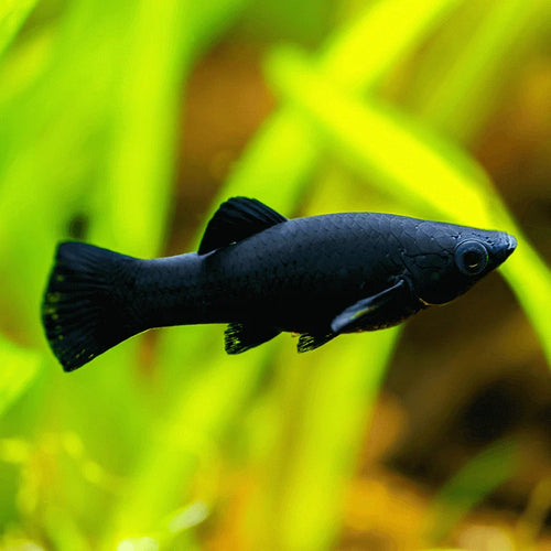 Black Mollies
