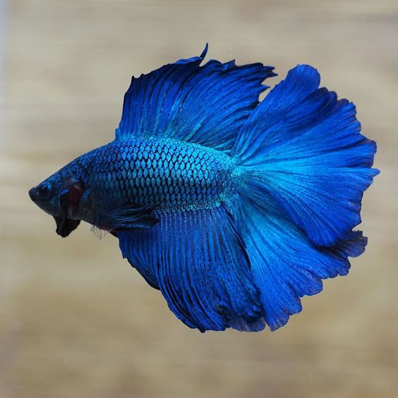 Blue Halfmoon Bettas MALES